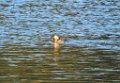 Grebe with Fish in mouth (7)